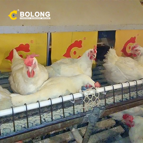 How Are Eggs Collected in a Poultry Farm?