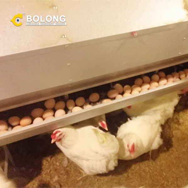 Fully automatic egg collector: helping you easily improve breeding efficiency