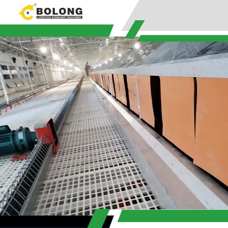 How the Bolong Automatic Egg Collector Improves Egg Quality