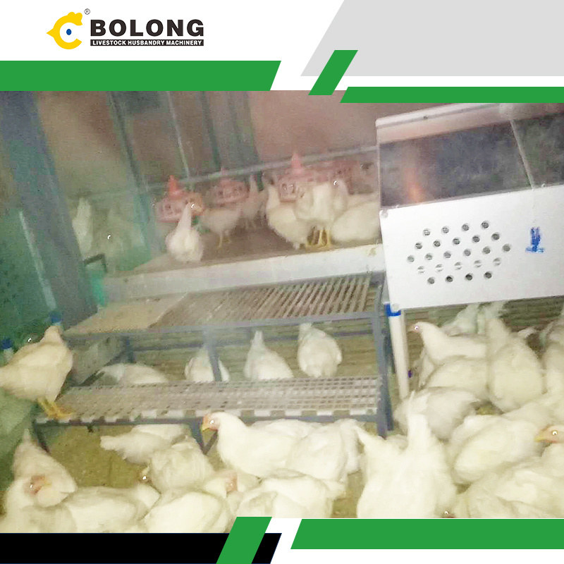 Bolong Automatic Egg Collector: A Sustainable Solution for Modern Farms